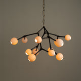 Maratus Lamp